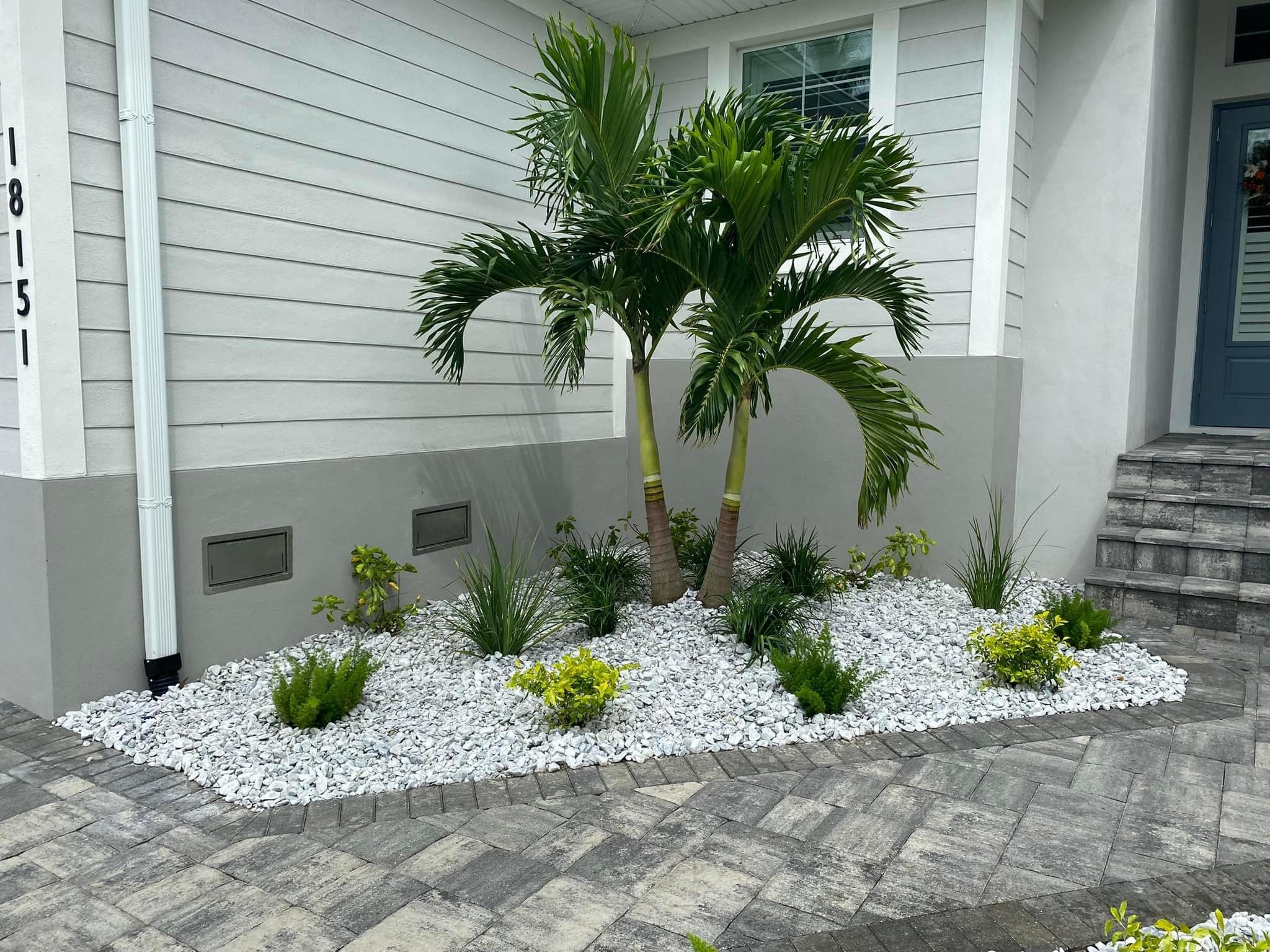 Christmas palm with smooth trunks and compact canopy