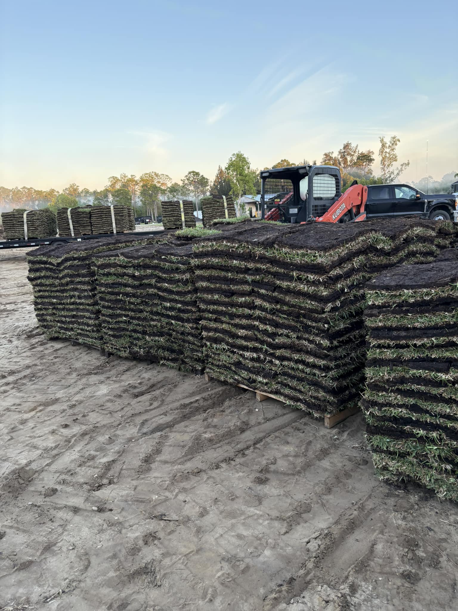Fresh rows of St. Augustine sod growing at the Hodges farm