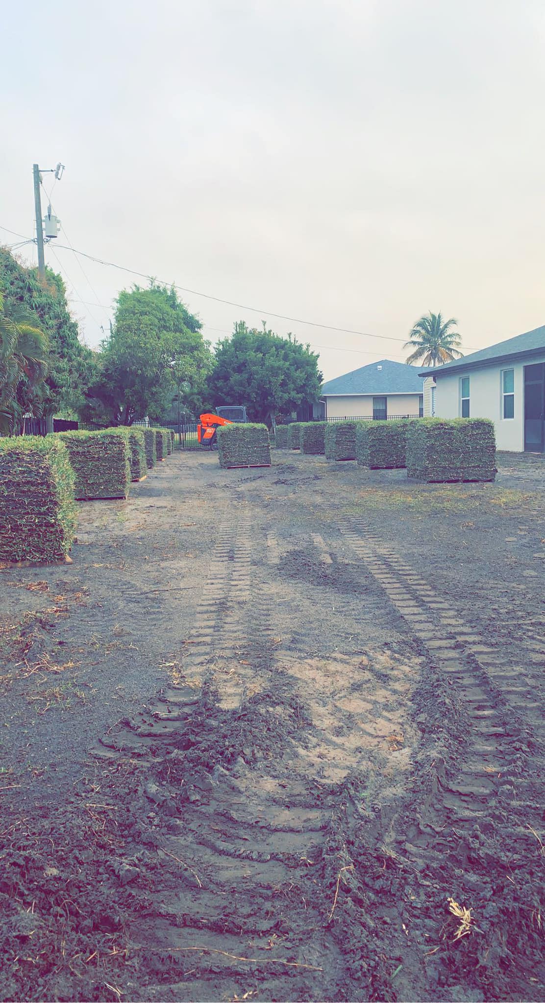 Crew installing and rolling fresh sod in Florida yard